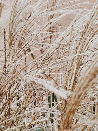 Natural abstract background. Dry reeds bowed by the wind against pink wall. Stylish texture.の写真素材