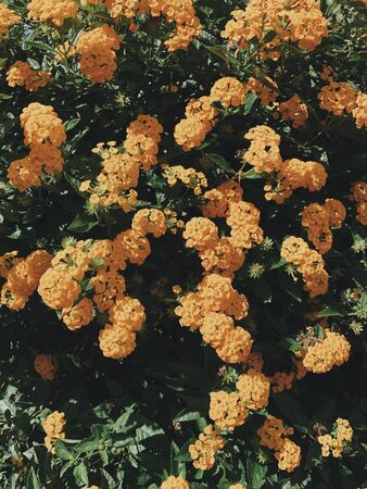 Bush of orange flowers and green leaves. Floral background or texture. Vertical photo.