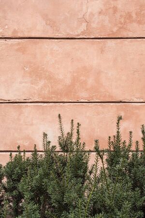 Green fir branches agains pink wall. Copy space. の写真素材