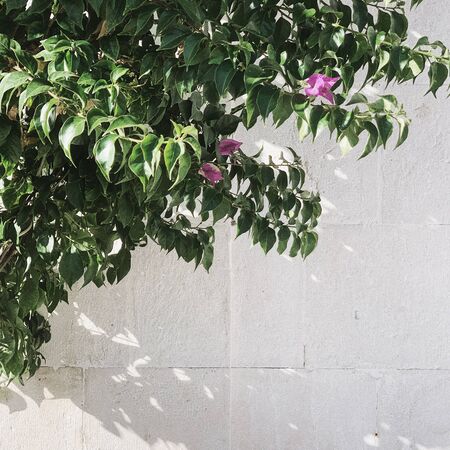 Minimal greenery concept. Beautiful exotic green plant against white wall. Sunny day. Summer...