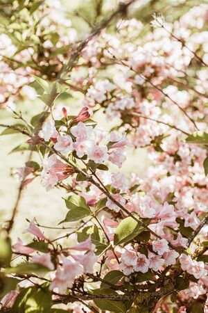 Blooming cherry / apple tree flowers. Natural summer floral composition
