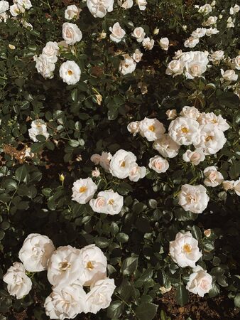 Beautiful roses flowers bush. Summer floral backgroundの写真素材