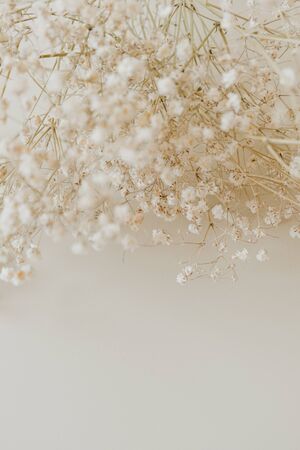 Closeup of gypsophila flowers bouquet on neutral beige backgroundの写真素材