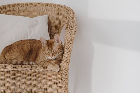 Red cat sleeping on rattan chair with pillow. Minimal interior design.