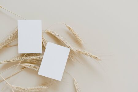 Blank paper cards with mockup copy space and rye, wheat stalks on beige background. Minimal business...