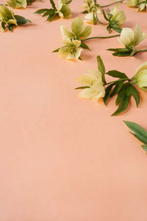 Yellow hellebore flowers on pink background. Floral festive holiday conceptの写真素材