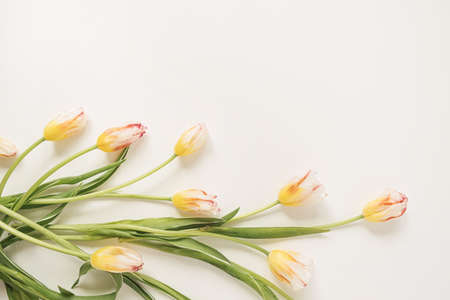 Colorful tulip flowers on white background. Flat lay, top view floral holiday celebration composition. Wedding, Valentine's Day, Mothers Day.の写真素材