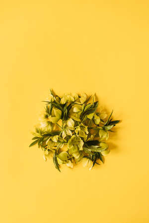 Round floral composition with hellebore flowers sheaf on yellow background. Copy space, flat lay,...