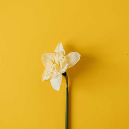 Floral composition with one narcissus flower on yellow background. Flat lay, top view