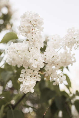 Blooming white lilac flowers bush. Natural summer floral compositionの写真素材