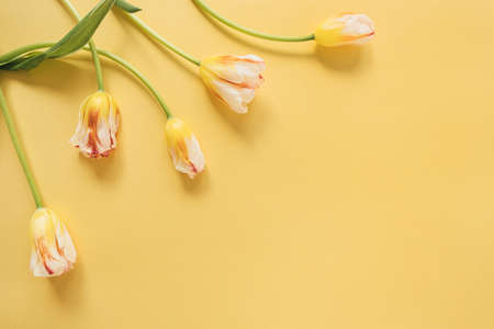Yellow tulips flowers on yellow background. Festive holiday celebration floral concept