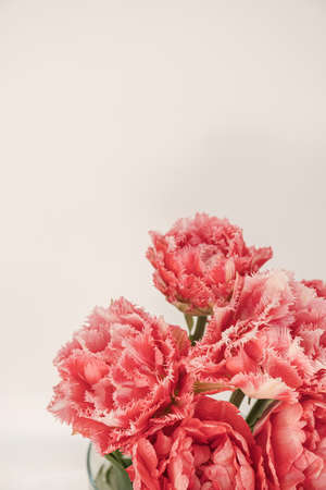 Closeup of beautiful pink peony tulip flowers bouquet in on white background. Floral composition with copy spaceの写真素材