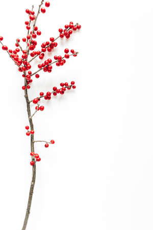 Minimal seasonal composition. Pattern of branch with red berries on isolated white background. Christmas holidays, winter concept. Copy space.の写真素材