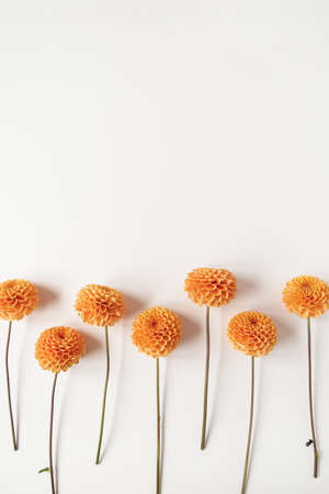 Ginger dahlia flowers on white background. Creative minimalistic floral composition.