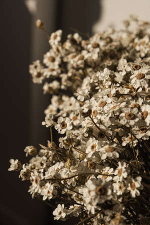 Flat lay, top view. Floral pattern with small chamomile daisy flowers. Spring or summer concept. A background with flowers.の写真素材