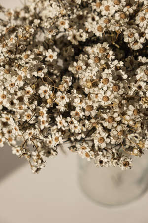 Beautiful chamomile daisy flowers bouquet pattern. Closeup floral bloom, blossom background.