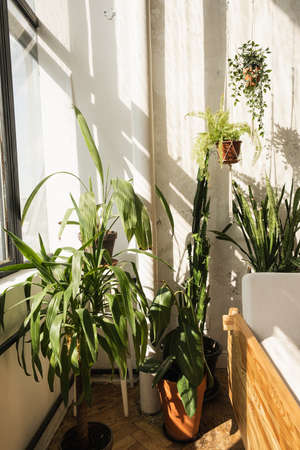 Boho style modern home interior design. Many home plants against concrete wall. Sunlight shadow reflections on the wall. Cactus, succulent in pot.の写真素材