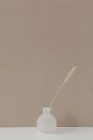 Rye or wheat ear stalk in vase standing on white table against neutral pastel beige wall background....