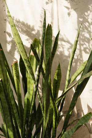 Closeup of green home plant with warm sunlight shadows on the concrete wall.