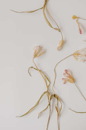 White dry tulip flowers on white background. Beautiful pattern with neutral colors. Minimal, stylish, trend concept. Parisian vibes. Closeup photo.の写真素材