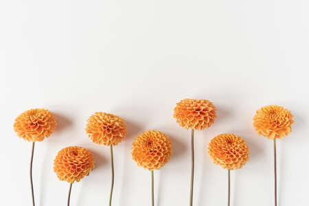 Minimal styled concept. Ginger dahlia flowers on white background. Creative still life summer,...