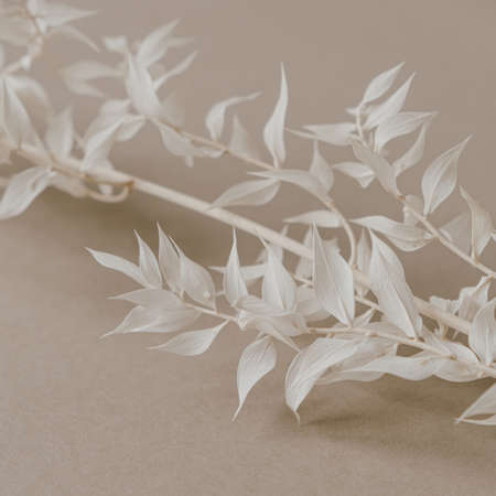 White plant branch on neutral pastel beige background. Minimalist beauty parisian vibe concept.の写真素材