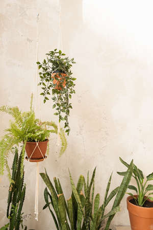 Boho style modern home interior design. Home plants in flowerpots against concrete wall. Sunlight shadow reflections on the wall.の写真素材