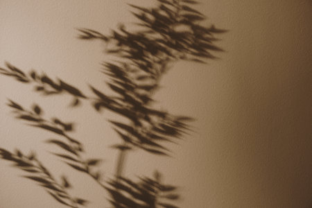 Flower shadows in sunlight. Floral silhouette on neutral beige backgroundの写真素材