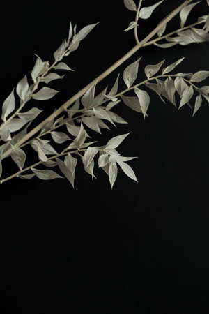 Pale green dry plant branch on black background. Aesthetic minimal stylish still life floral...