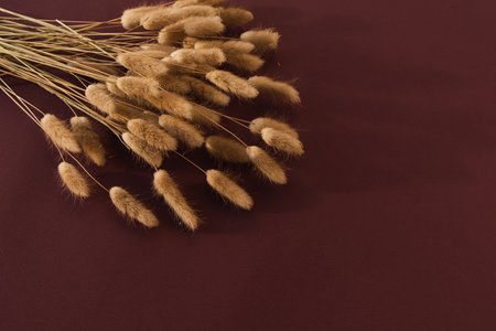 Fluffy rabbit bunny tail grass plant branches bouquet on burgundy background. Minimalist beauty floral boho composition.の写真素材