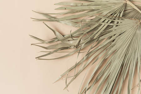Dry tropical exotic palm leaf on pale pastel peachy background. Minimalist floral pattern aesthetic composition. Summer time concept.の写真素材