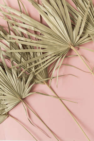 Dry tropical exotic palm leaves on pink background. Flat lay, top view minimalist floral pattern...