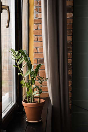Home plants against brick wall. Home plant in pot.の写真素材