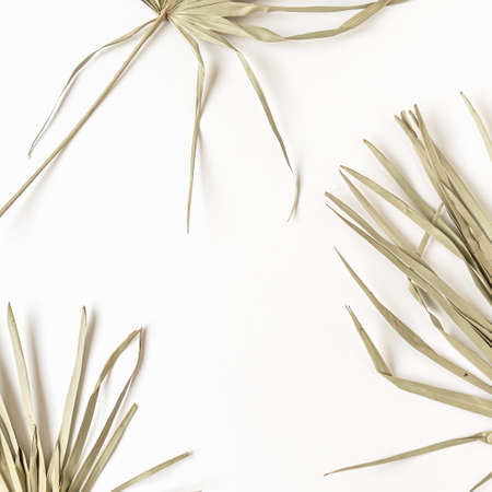 Dry tropical exotic palm leaves with blank copy space on white background. Flat lay, top view minimalist floral pattern aesthetic composition.の写真素材