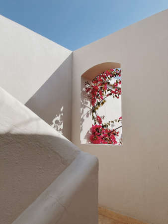 Beautiful tropical plant tree with red flowers in beige building window with sunlight shadows....