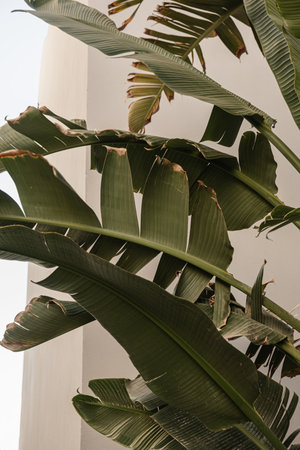 Closeup of green exotic tropical palm leaves. Summer nature backgroundの写真素材