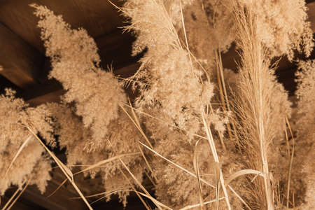 Closeup of pampas grass, reed plants stalksの写真素材