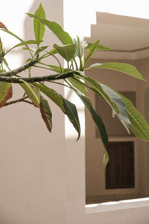 Tropical palm tree with lush green leaves near white house, resort building. Travel, summer vacation conceptの写真素材