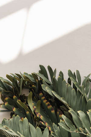 Tropical plant leaves and sunlight shadows on neutral beige wall. Aesthetic floral shadow silhouette backgroundの写真素材