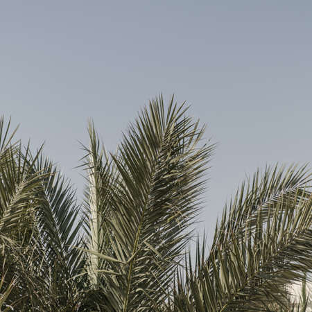 Coconut palm tree leaves. Beautiful summer exotic tropical nature background. Summer travel, vacation concept.の写真素材