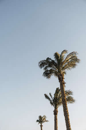 Summer tropical coconut palm trees against blue sky. Neutral background. Summer and travel conceptの写真素材