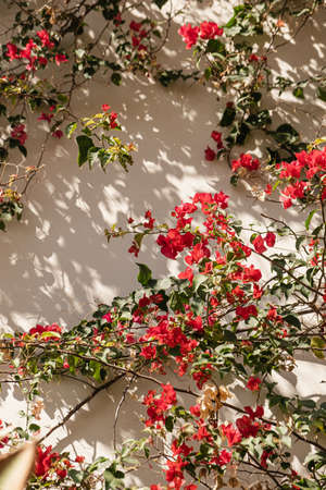 Red flowers on beige wall with sunlight shadows. Aesthetic summer floral background compositionの写真素材
