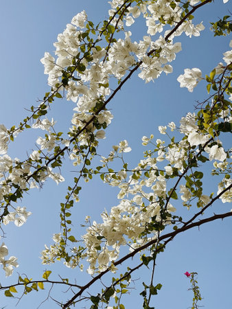 Tropical plant with white flowers on blue sky background. Summer floral background compositionの写真素材