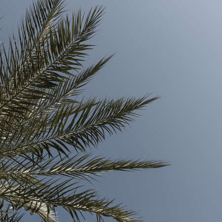 Summer tropical coconut palm tree leaves against blue sky. Neutral background. Summer and travel conceptの写真素材