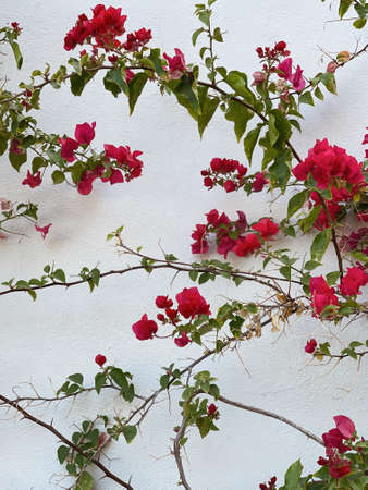 Red flowers branch, leaves on neutral beige concrete wall. Natural floral minimal background.の写真素材