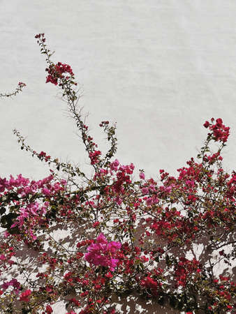 Red flowers branch, leaves on neutral beige concrete wall. Natural floral minimal background.の写真素材