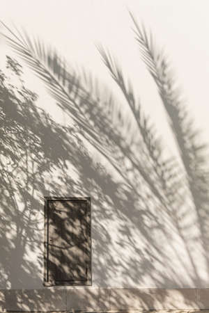 Tropical palm tree sunlight shadow on wall. Aesthetic floral silhouette on neutral beige backgroundの写真素材