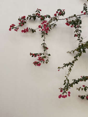 Red flowers branch, leaves on neutral beige concrete wall. Natural floral minimal background.の写真素材