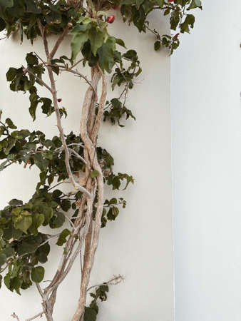 Green plant branch, leaves on neutral beige concrete wall. Natural floral minimal background.の写真素材