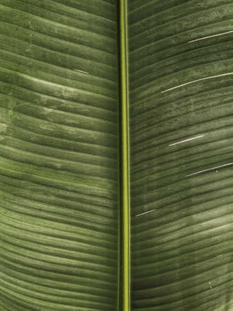 Palm tree leaf texture. Beautiful summer exotic tropical nature background. Summer travel, vacation concept.の写真素材